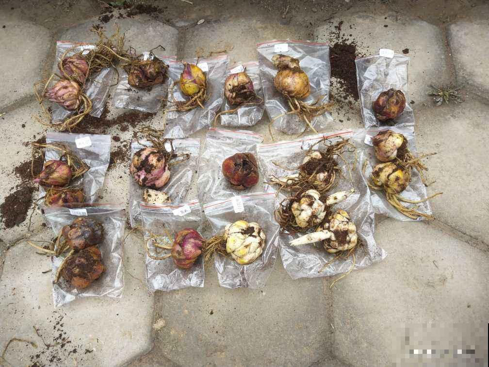 4种花特能生，只要养一盆，一年能扦插十几盆，赚了！