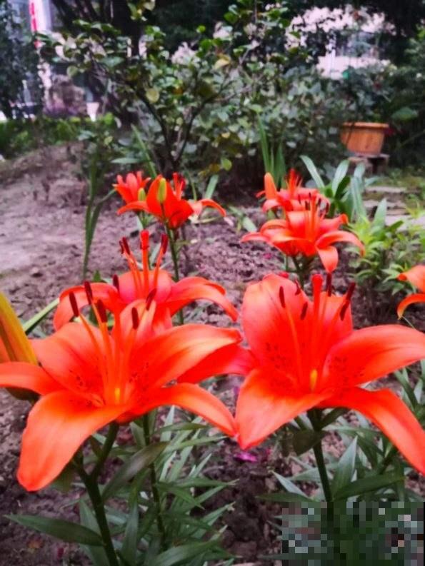 4种花是个种院子里，春天撒种子，夏天就开成花海