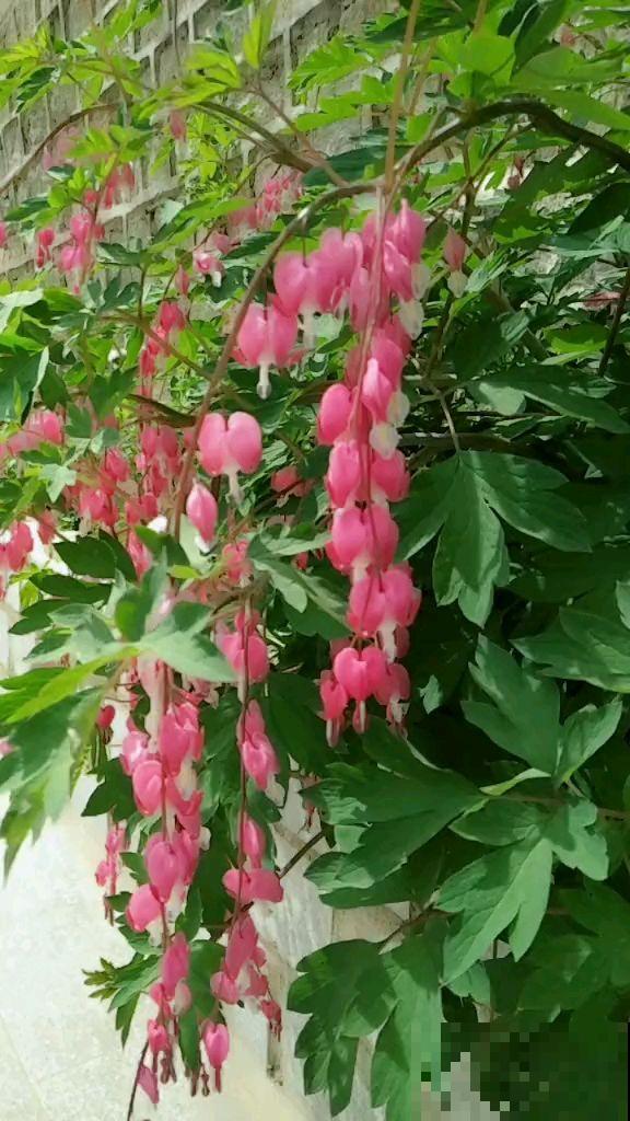 1种花像个“笼子”，还能吃虫子，越看越想笑