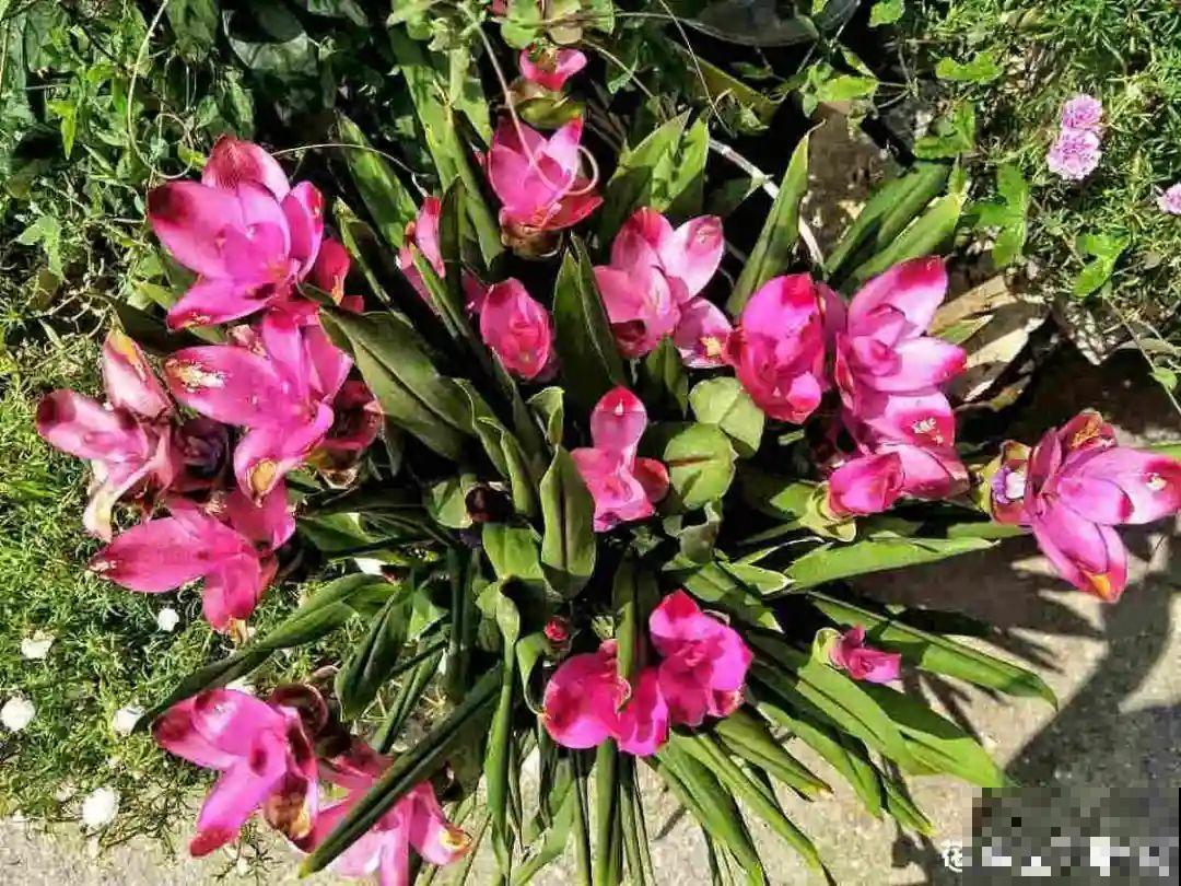 生姜埋门口,竟然开花了,花期还超长! 生姜埋门口,竟然开花了,花期还超长!