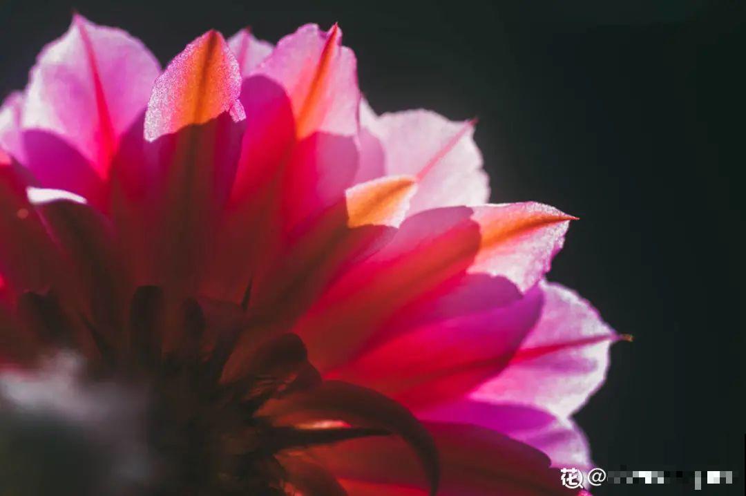多肉一开花,颜值瞬间高八度,太美了! 多肉一开花,颜值瞬间高八度,太美了!