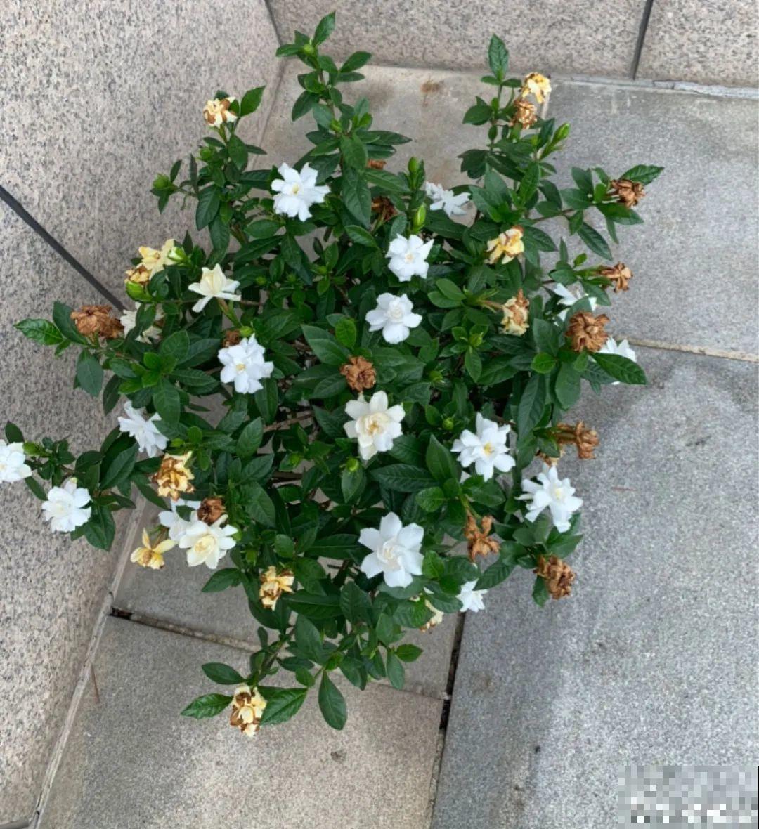 带花芽的枝条不能修剪，未来全是花苞，一剪就亏了