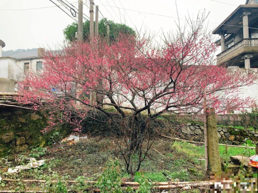 7种花先开花后长叶，颜值超高，养一盆爱一盆