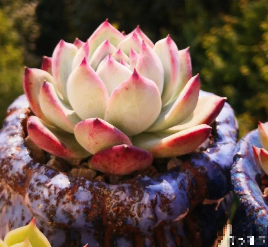 寒潮过后,多肉美出天际,颜色鲜艳明亮,真馋人! 寒潮过后,多肉美出天际,颜色鲜艳明亮,真馋人!