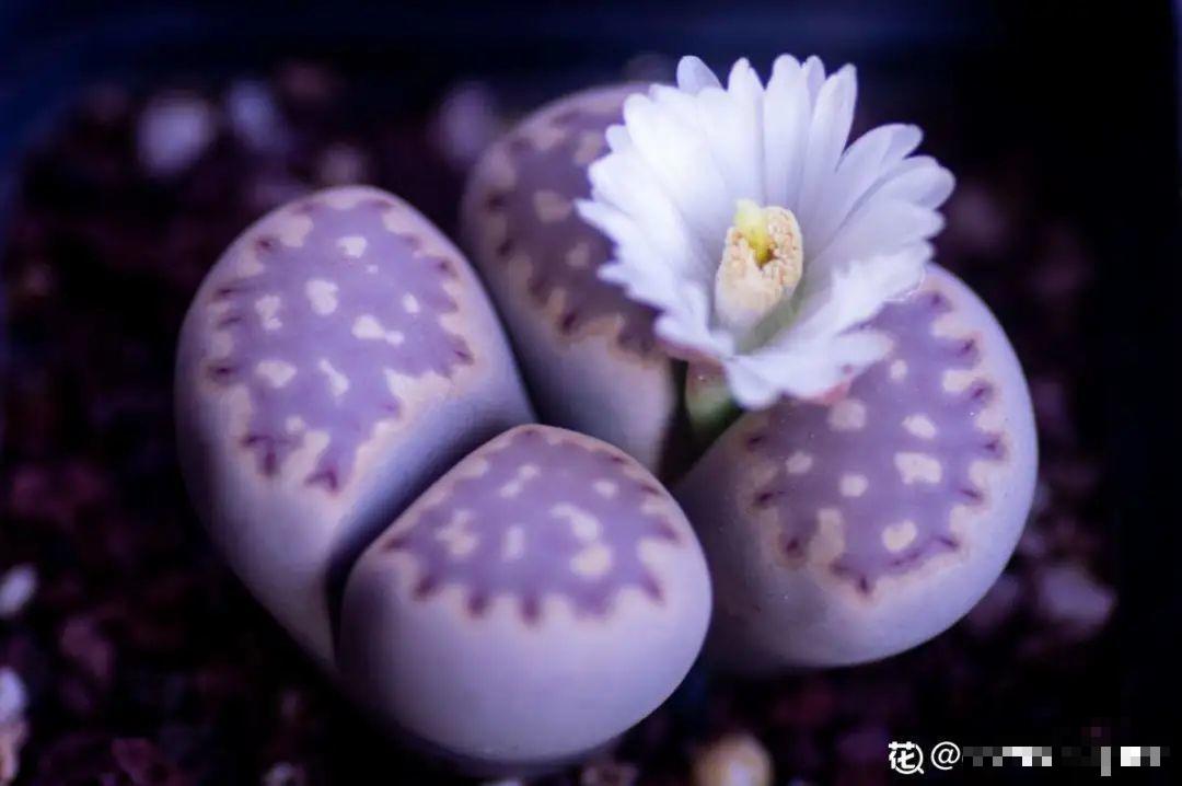 多肉一开花,颜值瞬间高八度,太美了! 多肉一开花,颜值瞬间高八度,太美了!