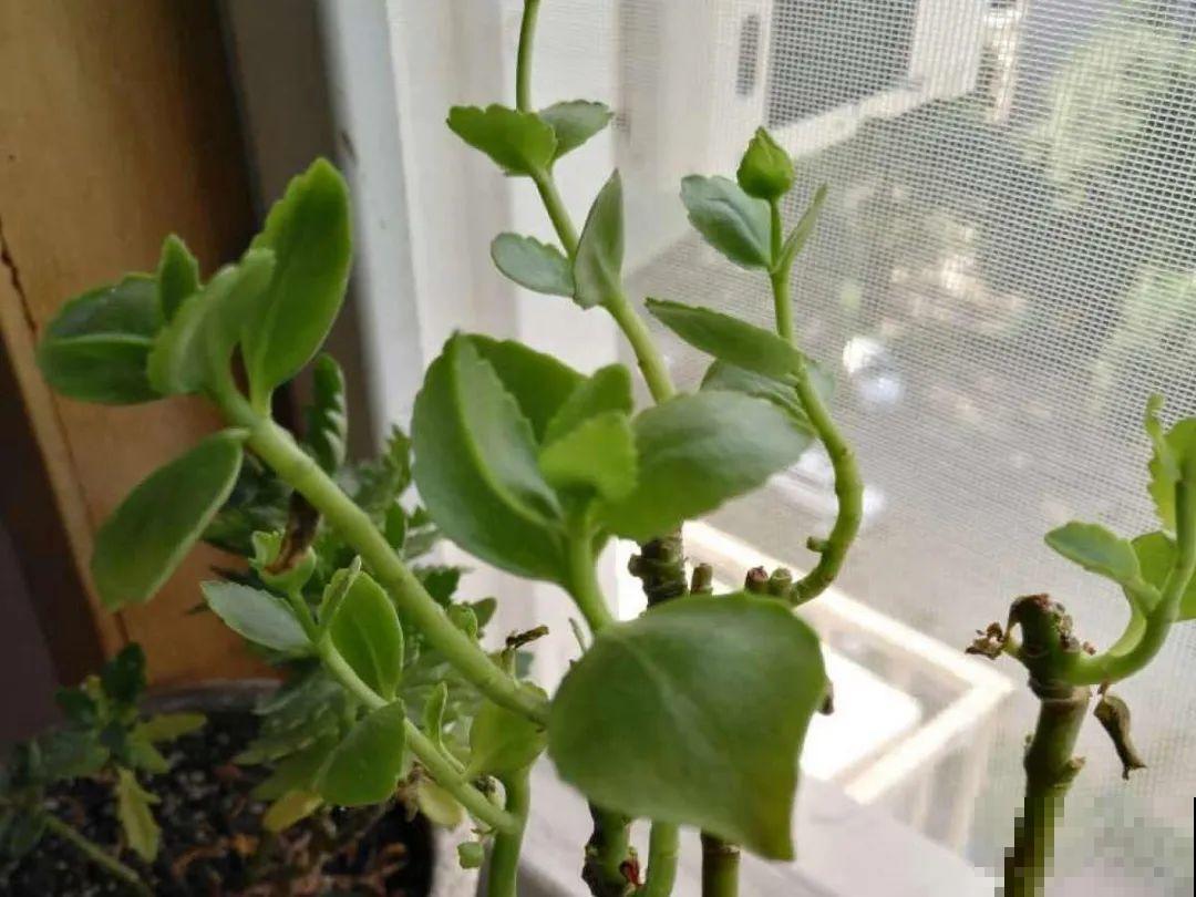 水仙要想开花,坚决不能长成高个子,不然今年没花看! 水仙要想开花,坚决不能长成高个子,不然今年没花看!