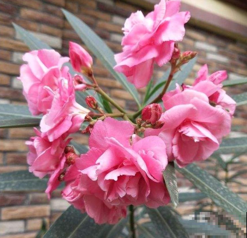 家里的蟑螂太烦人？养上几盆花，“大强”躲得远远的！