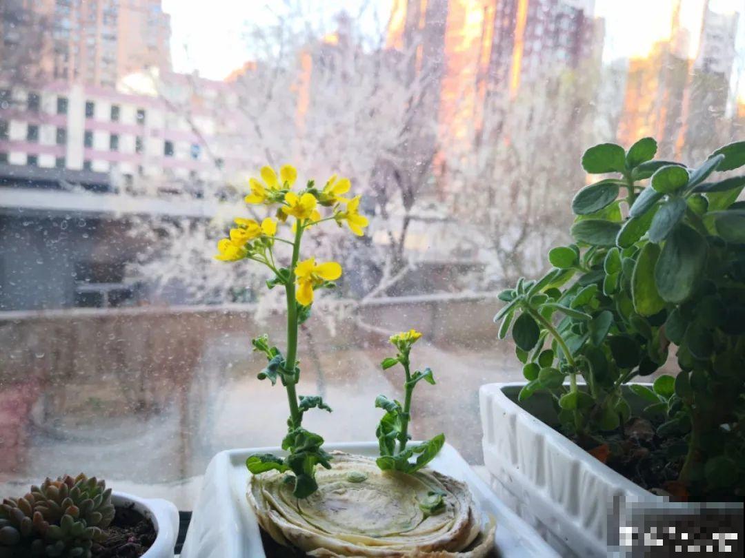 吃完的菜根切下来，埋土里就冒芽，以后不用买菜了！