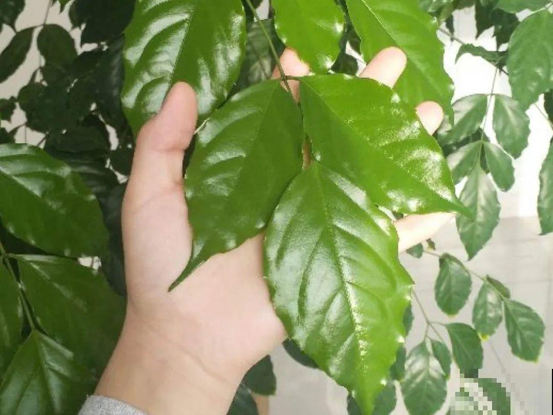 自制“增亮剂”，给花叶子擦一擦，亮的照人影