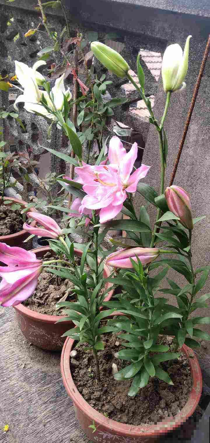 有院子要好好规划，赶上春天来之前，种花正合适