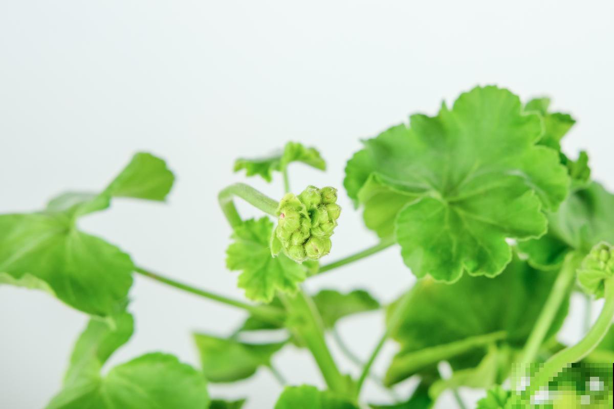 养花喷水有方法,掌握喷水技巧,叶片油绿有精神! 养花喷水有方法,掌握喷水技巧,叶片油绿有精神!