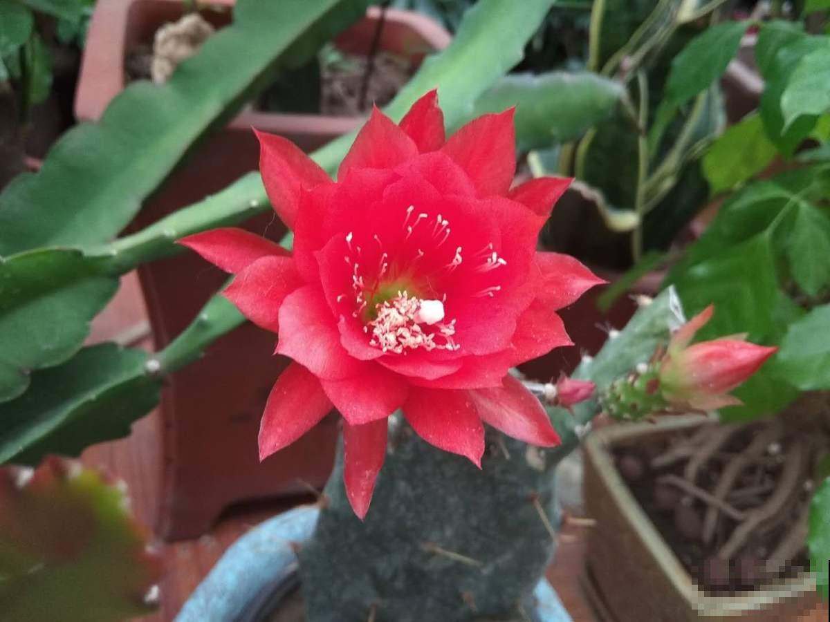 不会养令箭荷花?掌握3个小技巧,花朵又大又鲜艳! 不会养令箭荷花?掌握3个小技巧,花朵又大又鲜艳!