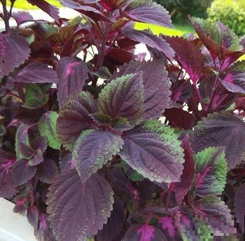 紫苏在家就能种,出锅前扔几片到锅里,喝汤喝上瘾! 紫苏在家就能种,出锅前扔几片到锅里,喝汤喝上瘾!