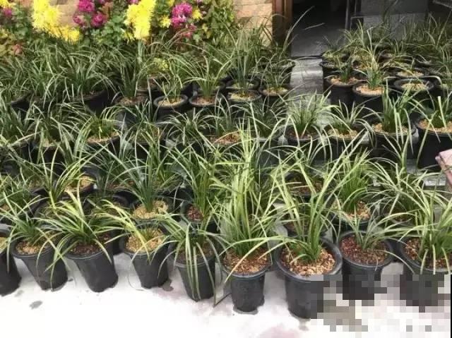 冬天太冷，花要及时保暖，才能安全越冬