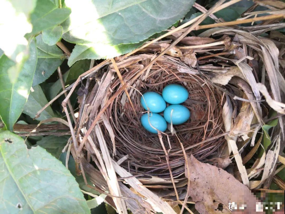 花盆里长了个“蛋”，赶紧换盆，否则必死无疑！