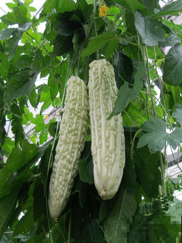 5种蔬菜适合冬天吃,含水量高,炒菜凉拌都好吃 5种蔬菜适合冬天吃,含水量高,炒菜凉拌都好吃