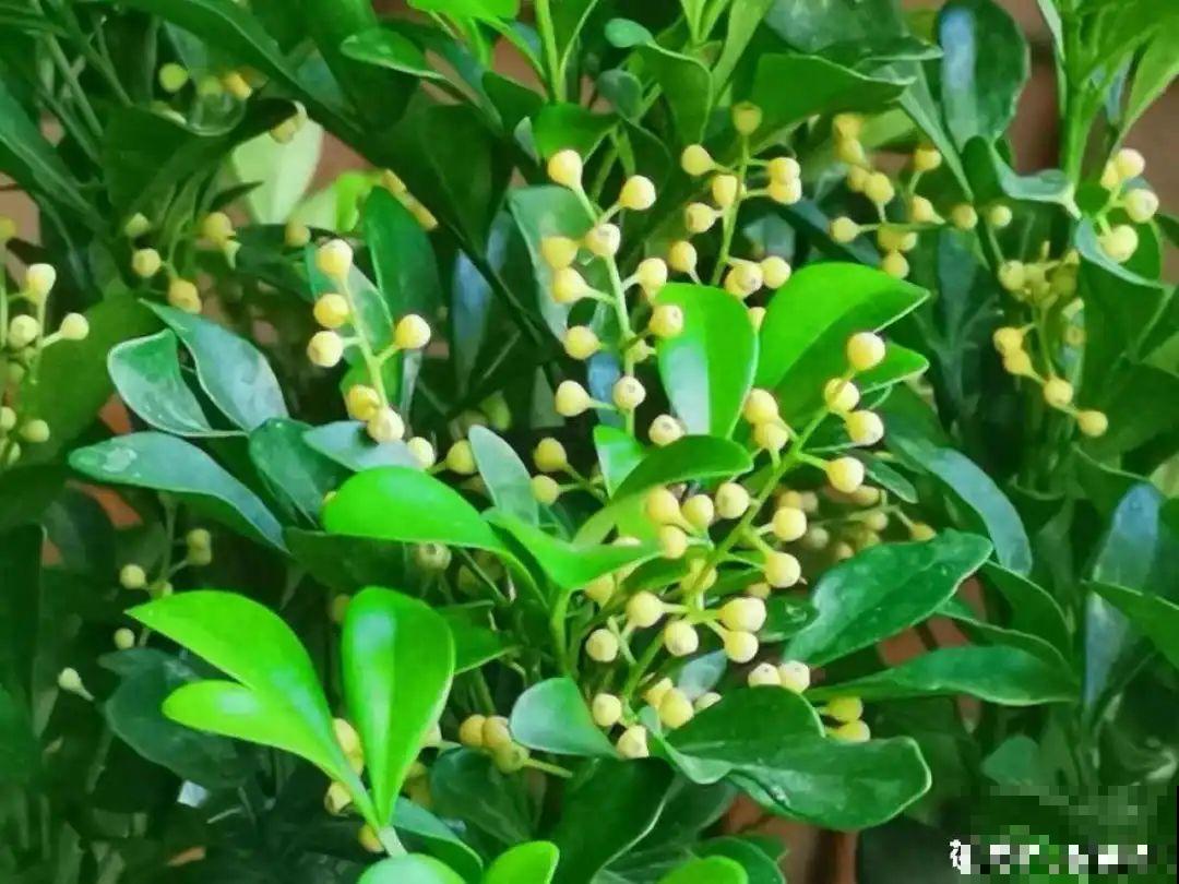 花盆里长了个“蛋”，赶紧换盆，否则必死无疑！