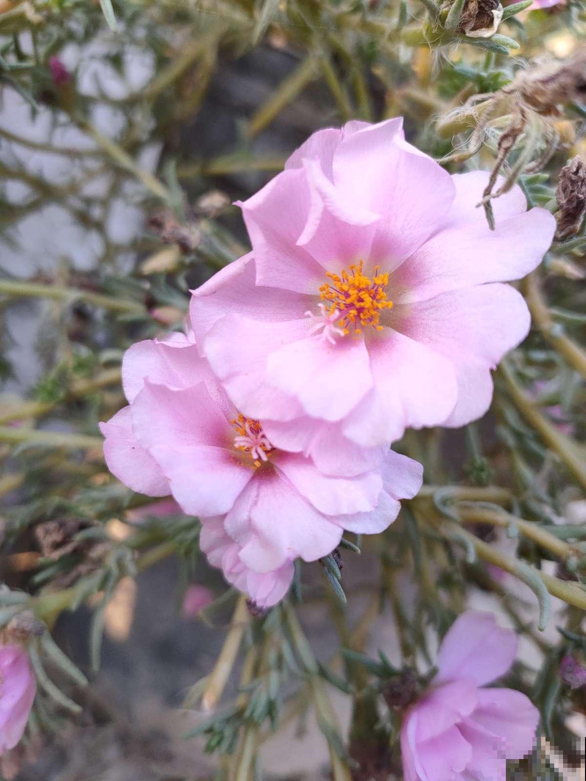 4种花天生粉色,不光好养,还春意浓浓,适合养在家里 4种花天生粉色,不光好养,还春意浓浓,适合养在家里