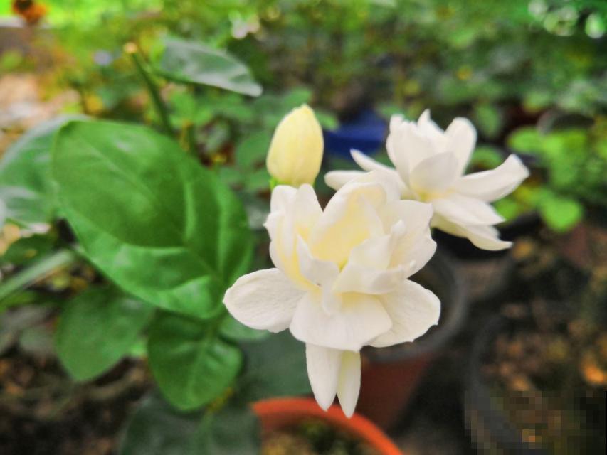 茉莉花安眠还提神，办公室里放一盆，又美又舒心！