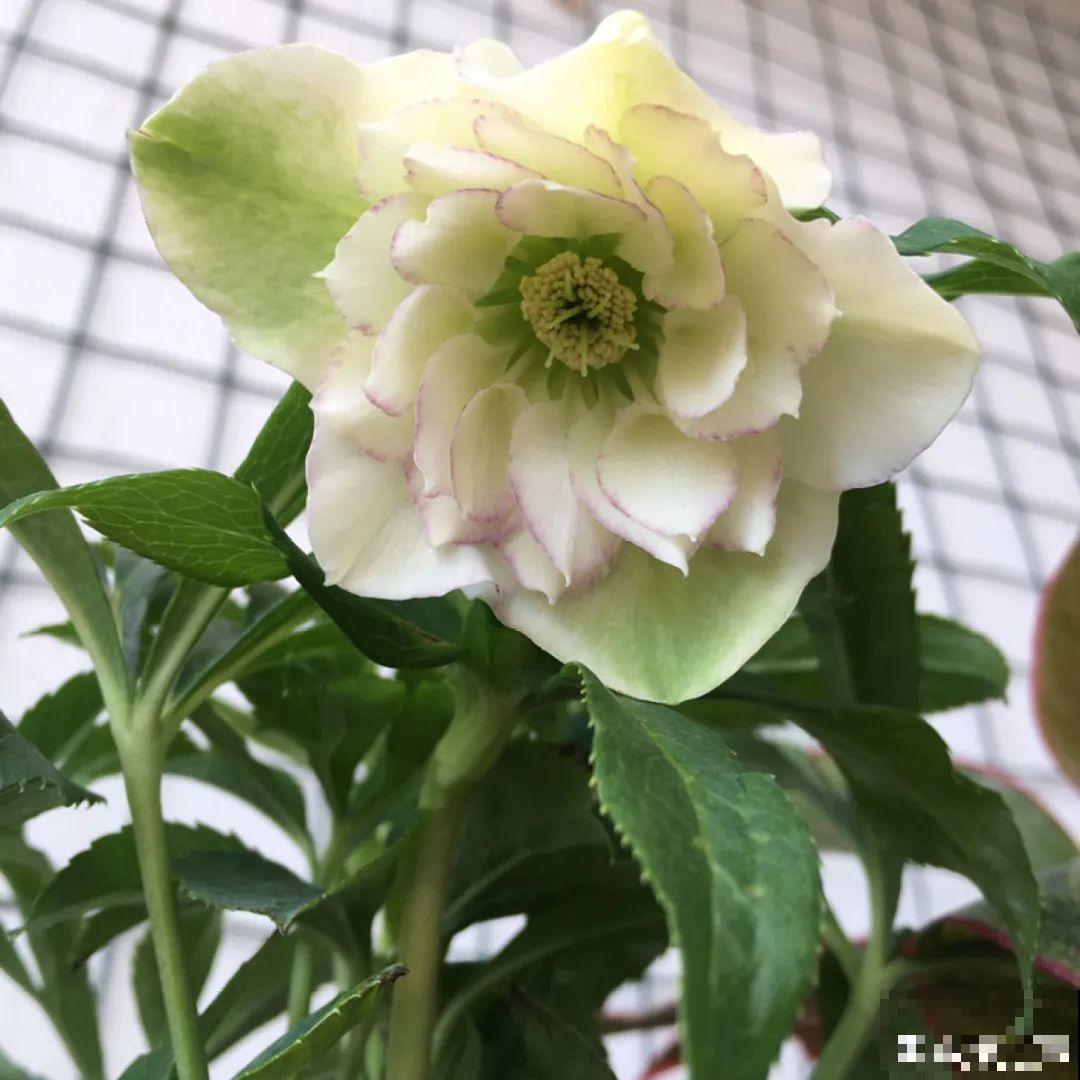 16种高颜值花，冬天耐寒不娇气，新手也能养爆盆