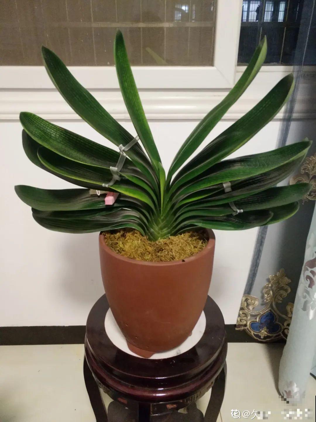 24种花,净化空气最厉害,绿萝竟然倒数! 24种花,净化空气最厉害,绿萝竟然倒数!