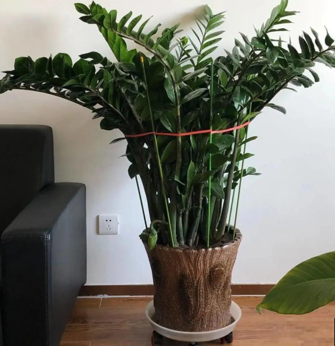 聪明人养花,喜欢养气质花,养在家里上档次! 聪明人养花,喜欢养气质花,养在家里上档次!