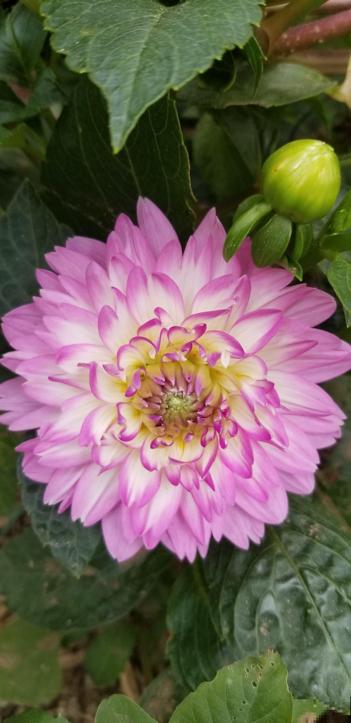 大丽花注意这几点，花朵个个比碗大，在家就能赏花！