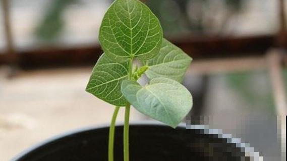 家里也能种菜？这4种菜种家里，营养美味又好看！