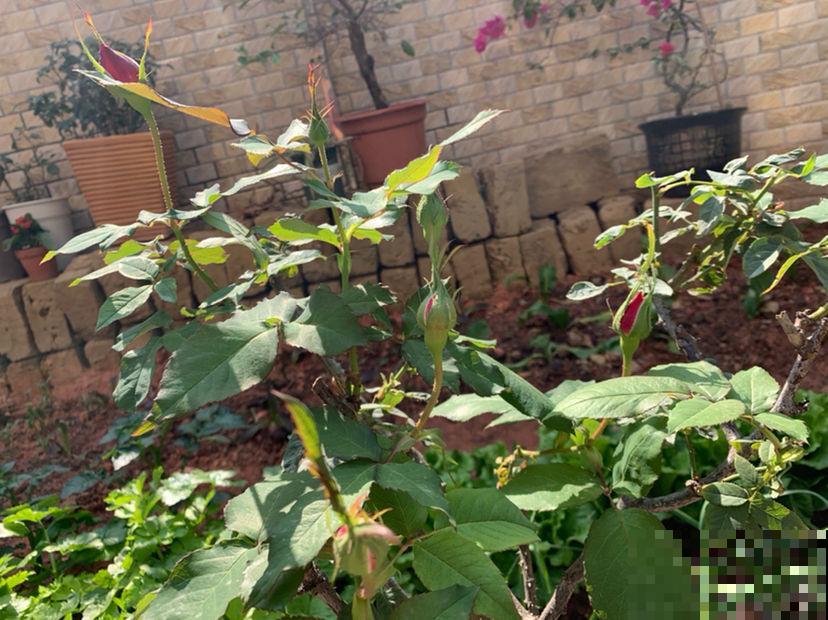 春天了,3种花要苏醒,准备修剪施肥浇水了! 春天了,3种花要苏醒,准备修剪施肥浇水了!