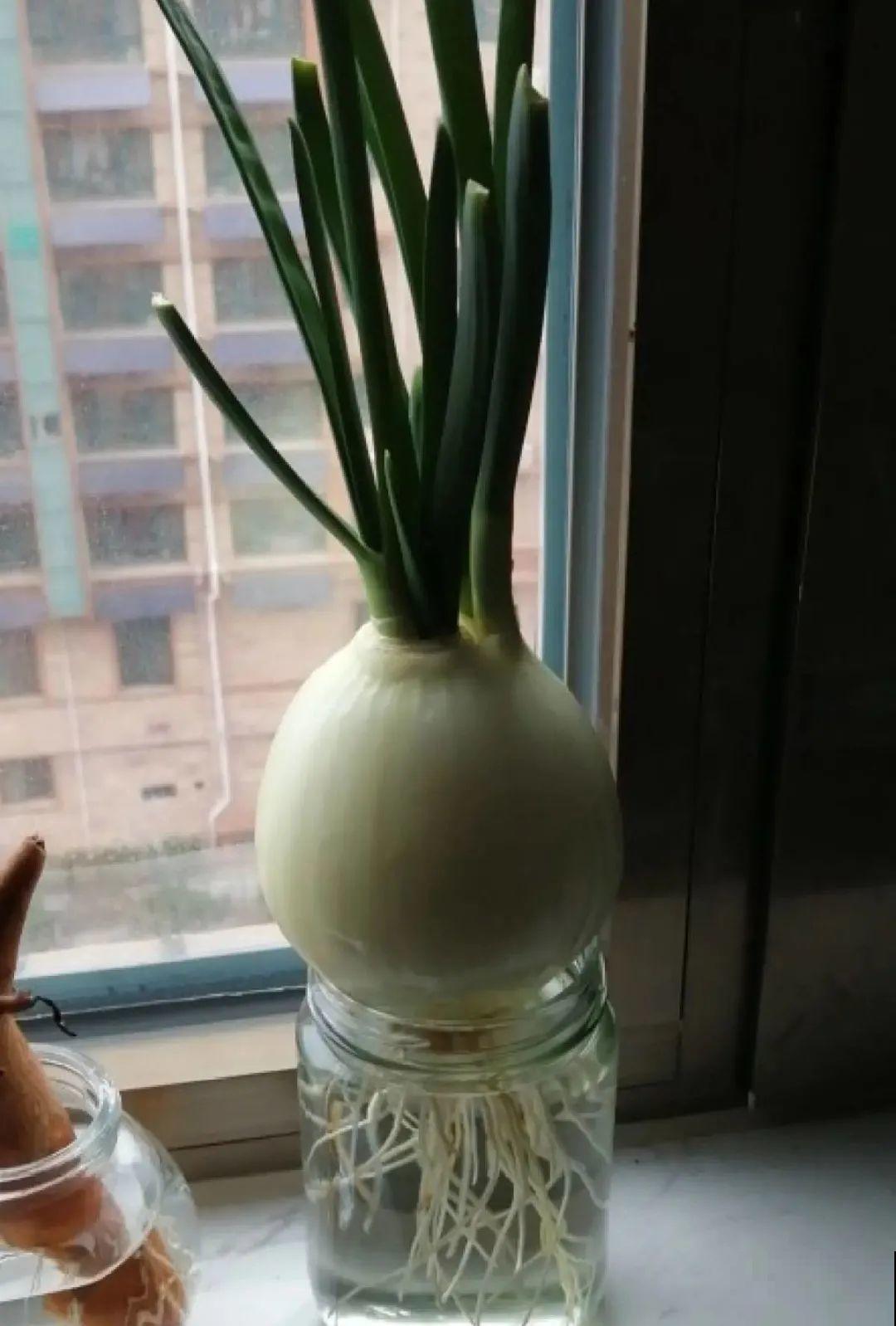 半死不活的花,扔水里,突然长疯了 半死不活的花,扔水里,突然长疯了