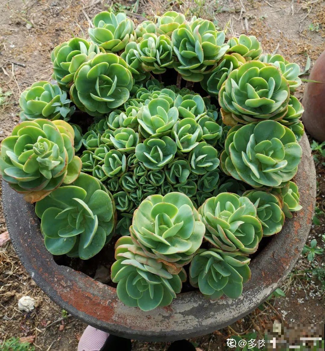4月是养多肉的黄金期,浇水、施肥···都有窍门,现在知道还不晚 4月是养多肉的黄金期,浇水、施肥···都有窍门,现在知道还不晚