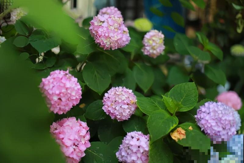 自己建个花园，希望能有一块地，安静思考，静静赏花