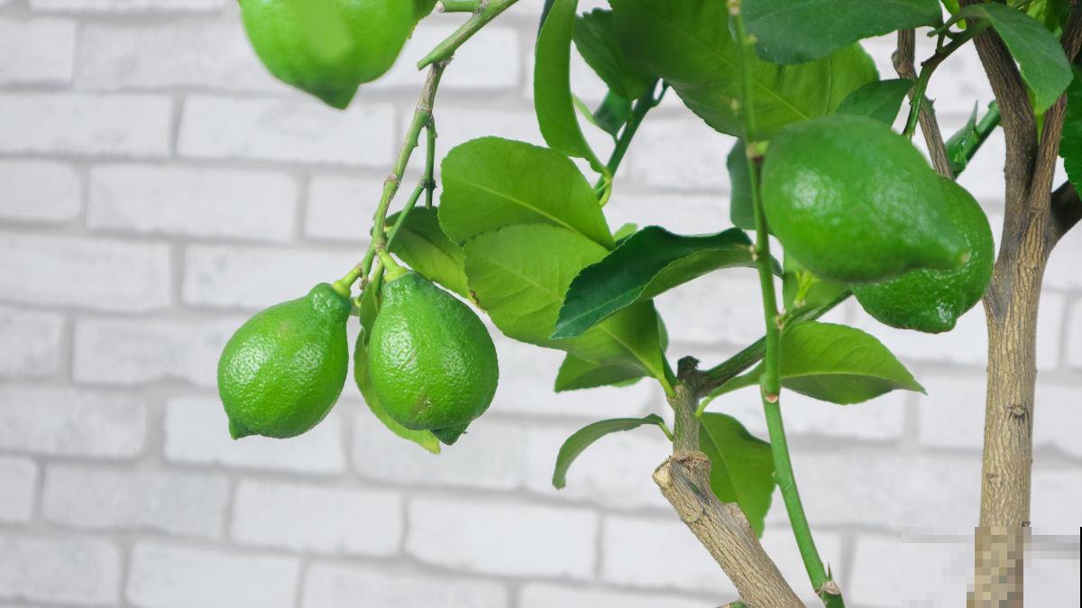 教你柠檬树的养殖方法,简单易活,在家就能“恰柠檬”! 教你柠檬树的养殖方法,简单易活,在家就能“恰柠檬”!