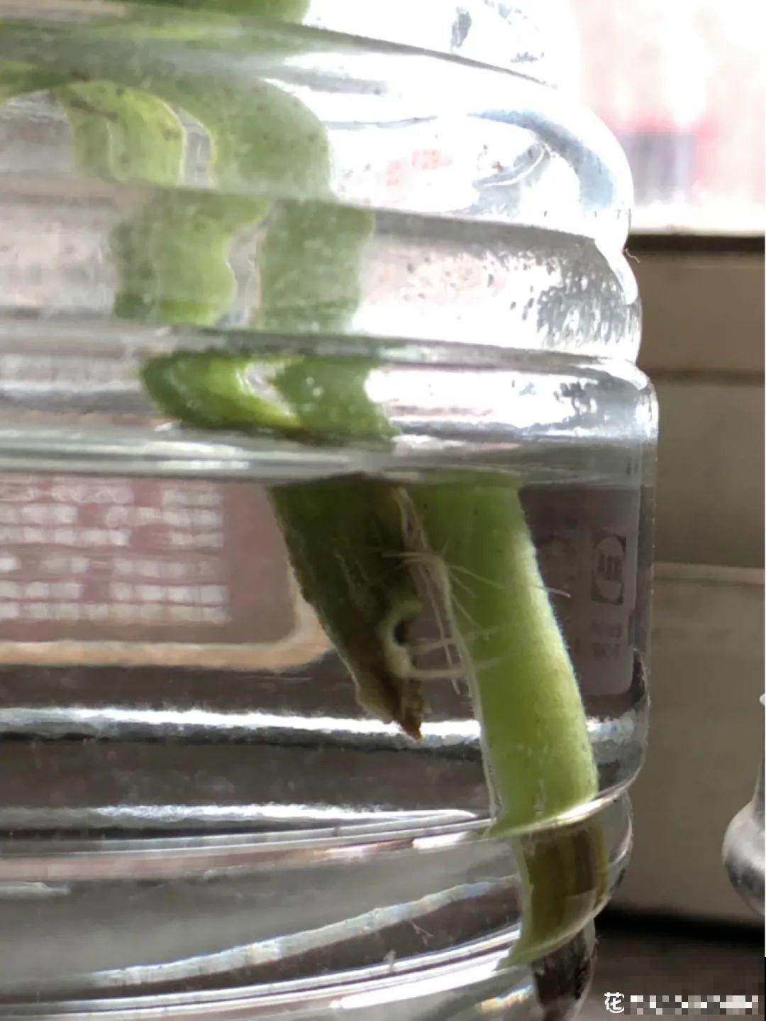 12种花真是太能生，叶子沾土就生根，实在太好活