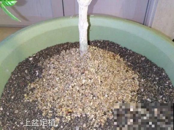 蝴蝶兰现在还不换盆，水苔容易发霉 ，越长越差劲