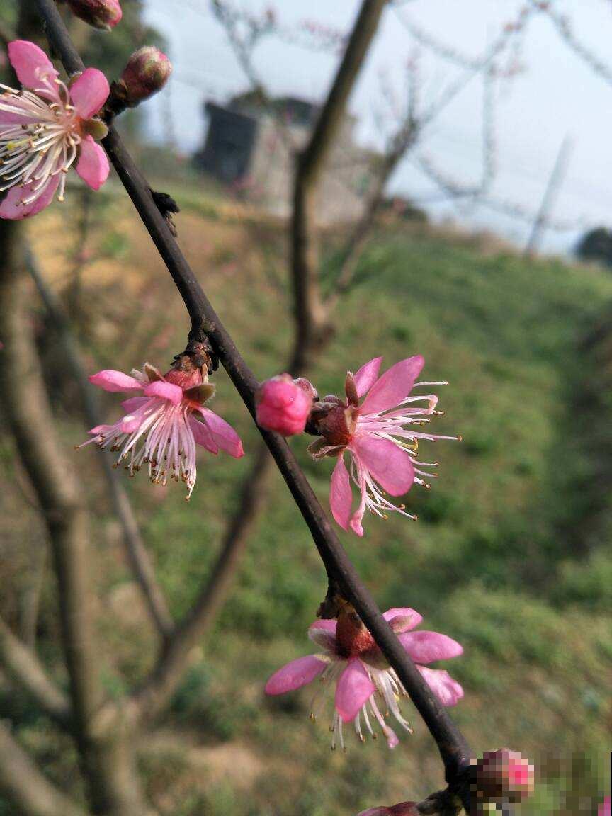 春季吃东西要注意，常见的酸性食物有两种，要少吃