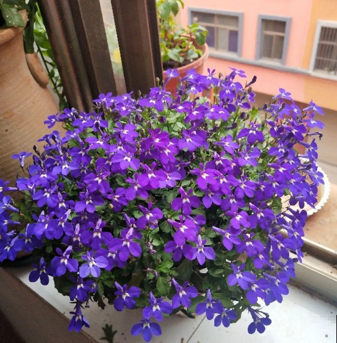 小花盆里养花,选对品种很重要,也能开花爆盆 小花盆里养花,选对品种很重要,也能开花爆盆