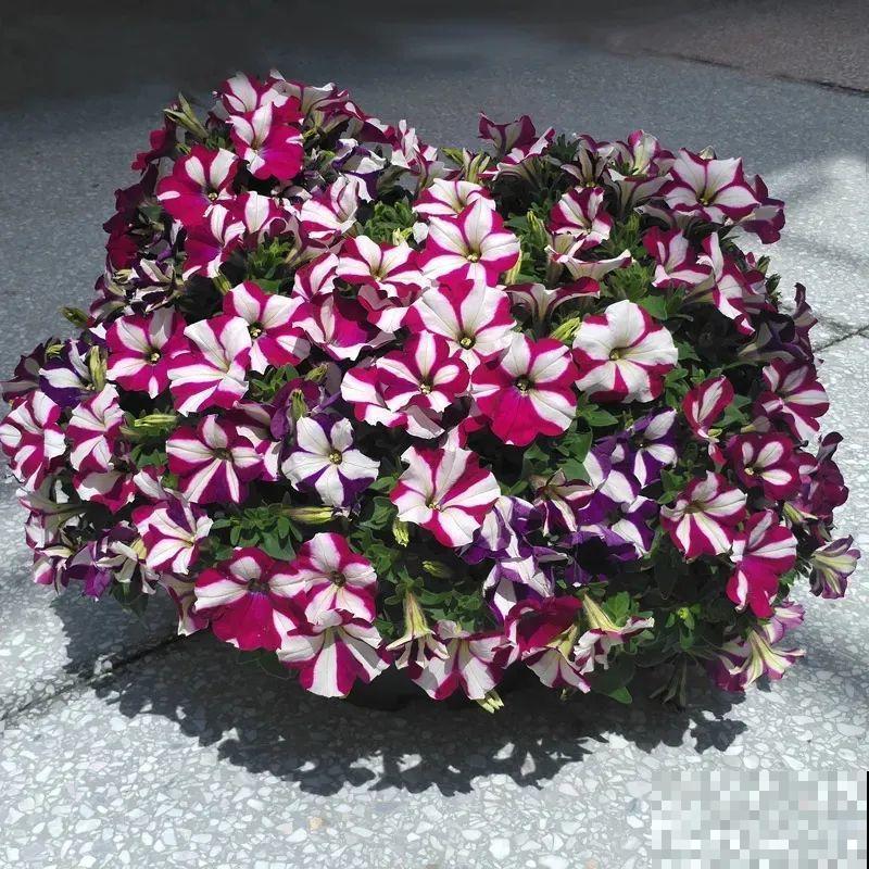 夏天修剪要下狠手,剪得越狠越爆盆,多晒长成大花球 夏天修剪要下狠手,剪得越狠越爆盆,多晒长成大花球