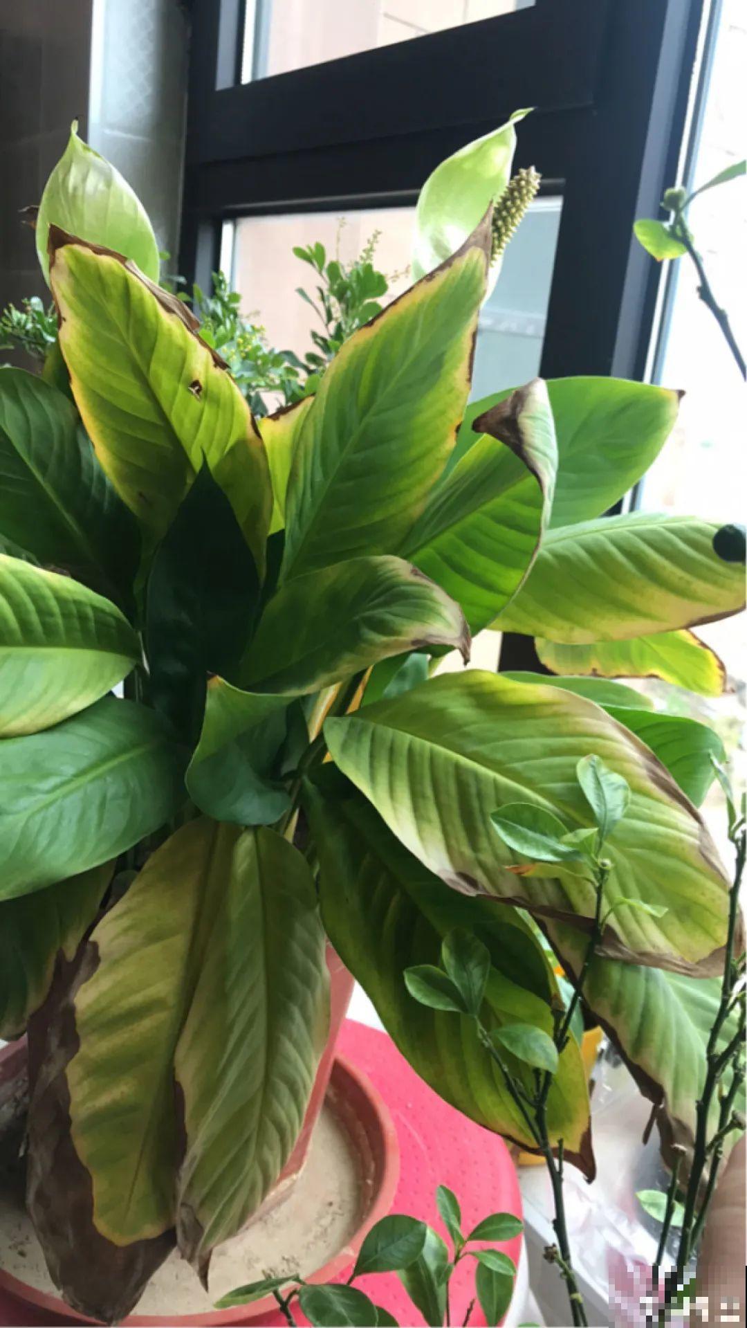 夏天怕晒的花,赶紧搬到阴凉地儿,再晒成枯杆了 夏天怕晒的花,赶紧搬到阴凉地儿,再晒成枯杆了