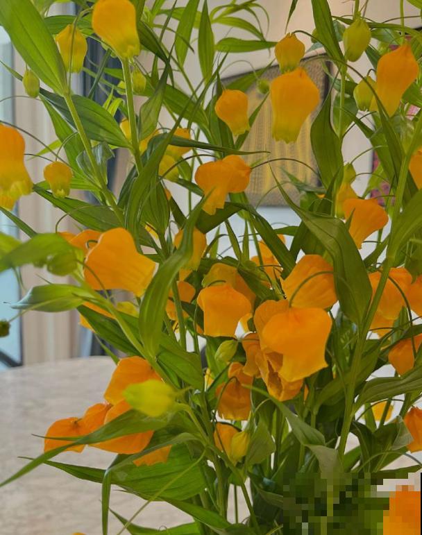 宫灯百合的花语,令人过目不忘, 开花淡雅颜值颇高 宫灯百合的花语,令人过目不忘, 开花淡雅颜值颇高