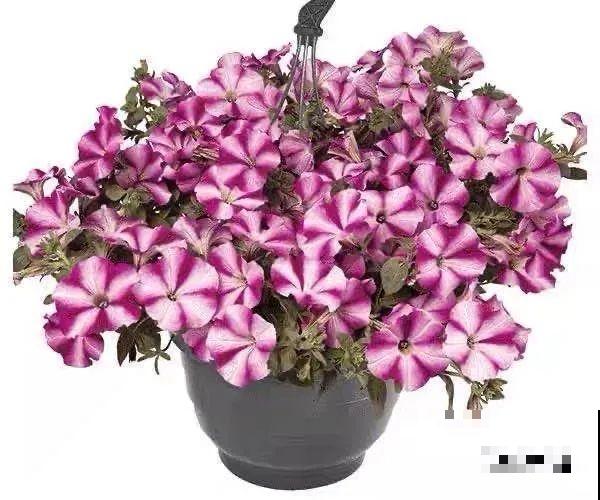 矮牵牛得剪一剪，才能开花多，满盆都是花苞！