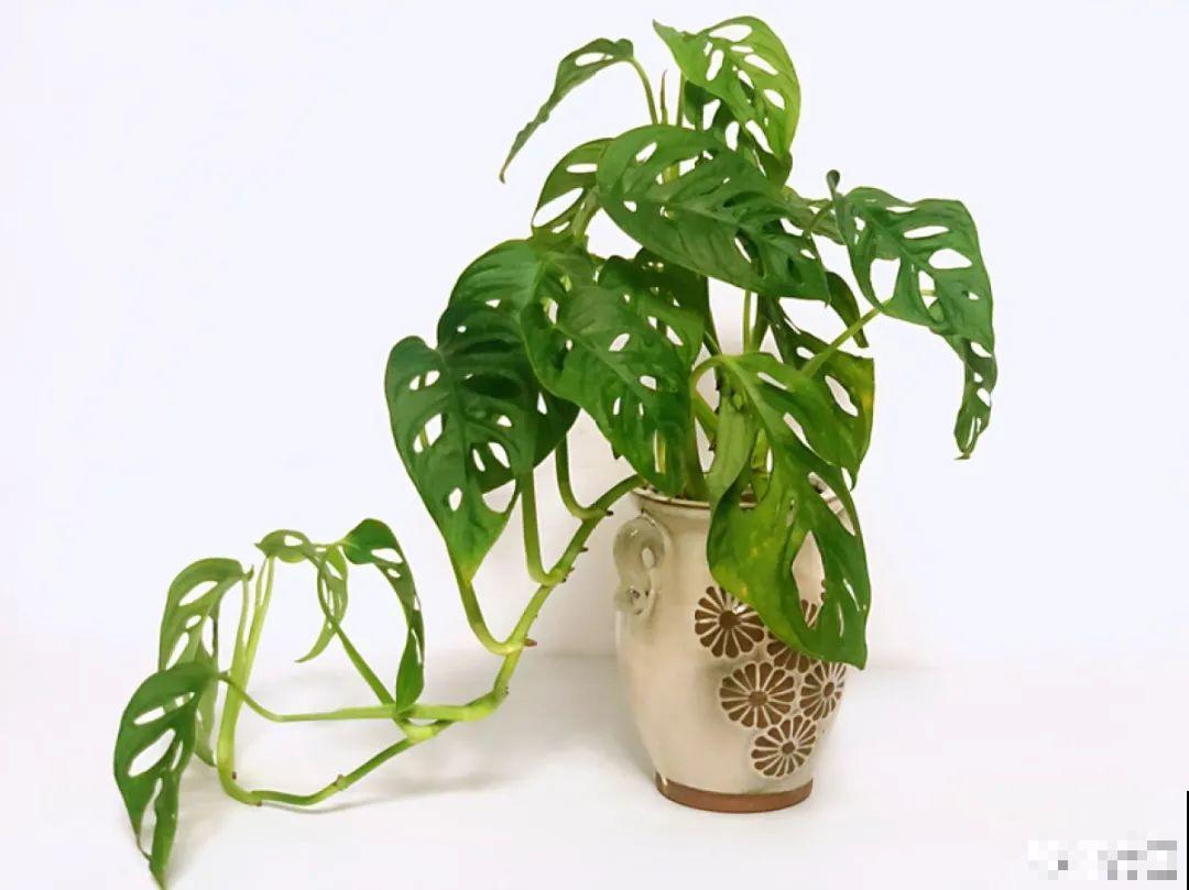 室内小窗台,养点小众盆栽,气质瞬间不一样 室内小窗台,养点小众盆栽,气质瞬间不一样