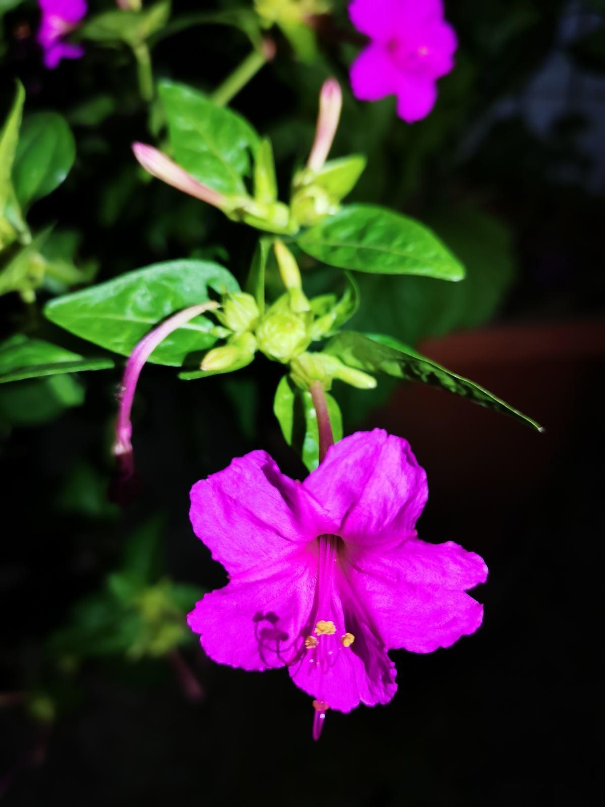 这5种花,晚上才开,个个美得别致! 这5种花,晚上才开,个个美得别致!