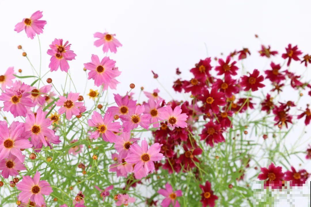 夏天里超能开的花，爆花上百朵，开完剪一刀，很快又爆花