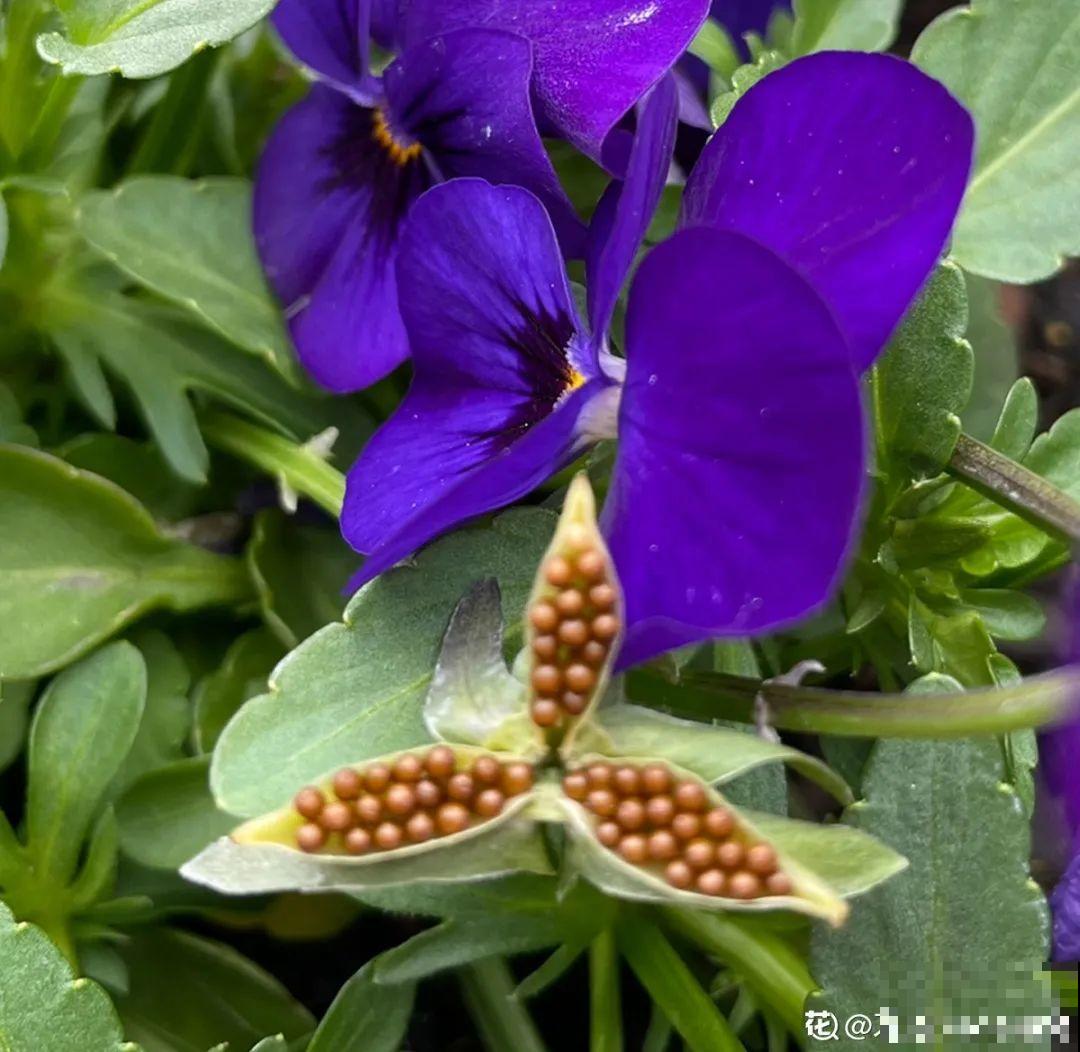 20种花不用买，开完花等20天，爆出好多种子！