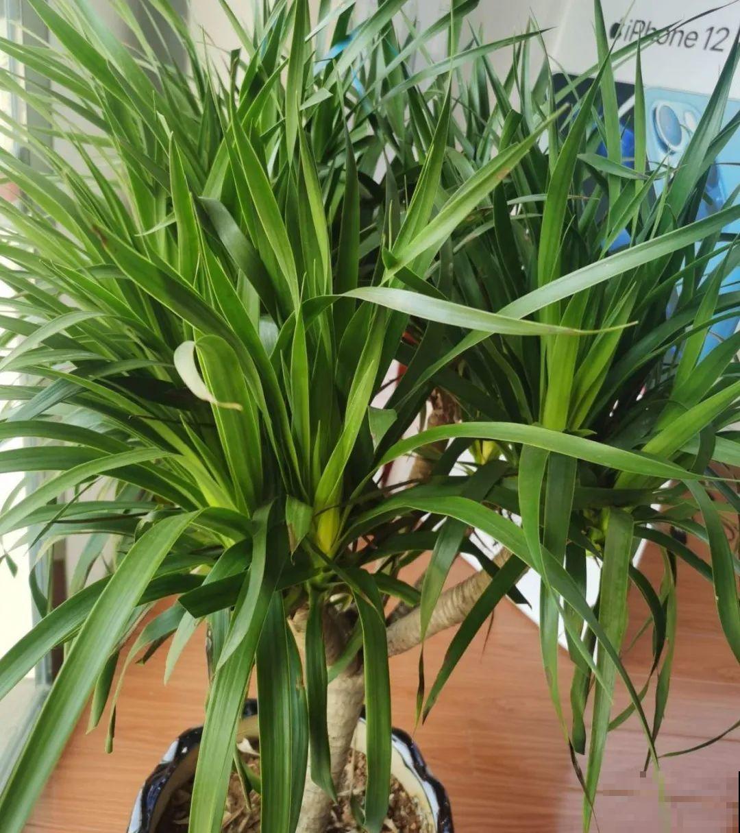 7种花要赶紧砍头,一头变多头,长得是真旺 7种花要赶紧砍头,一头变多头,长得是真旺