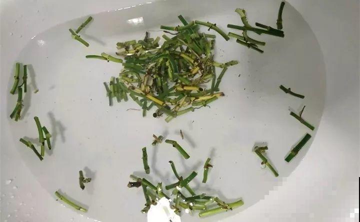 6种花夏天扦插,枝条剁8段、撒土里,3岁小孩都能插活! 6种花夏天扦插,枝条剁8段、撒土里,3岁小孩都能插活!