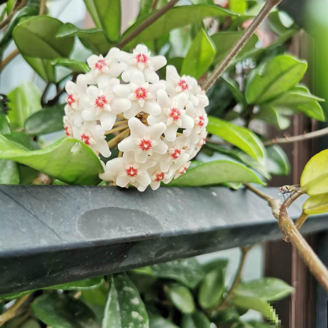 家里只要养一种花，夏天变成“花帘子”，天天看心情都变好