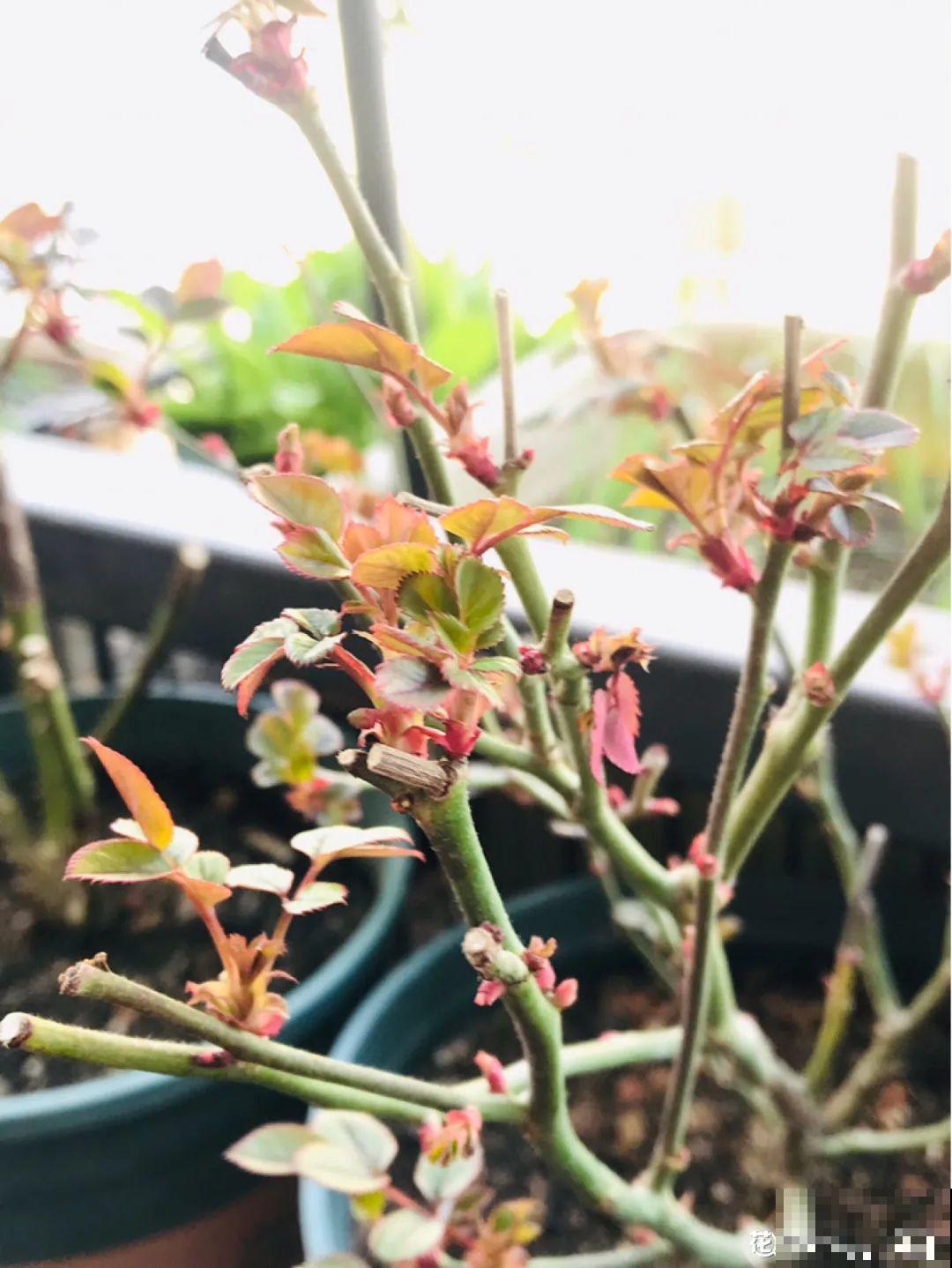 初春浇水要谨慎，浇水浇不对，小心全军覆没