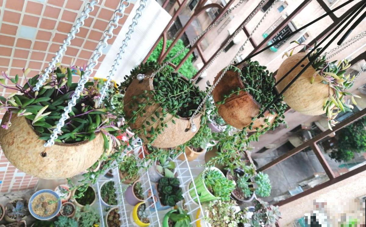 家里的旧物件别丢，拿来养花，能省不少养花钱